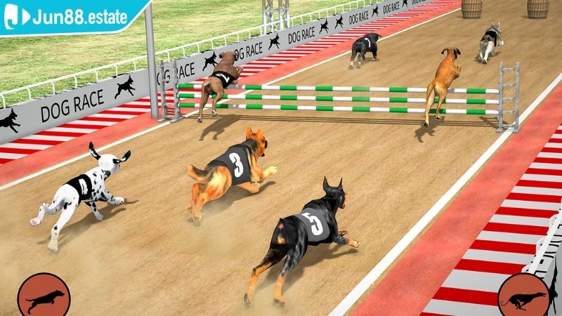 Các loại kèo cá cược đua chó ảo JUN88